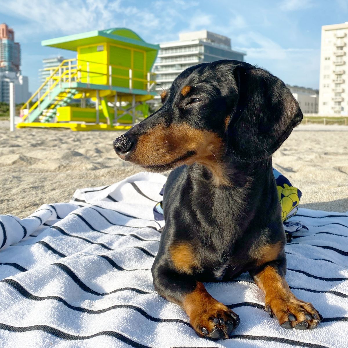 Crusoe the Dachshund lays on a beach towel in the sand in sunny Miami.