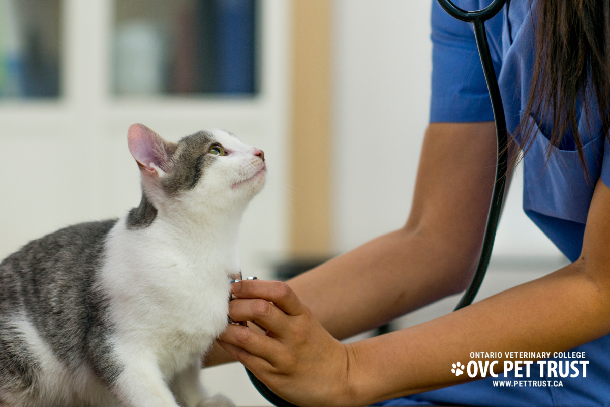 A white and grey cat is examined by a veterinarian with a stethoscope.
