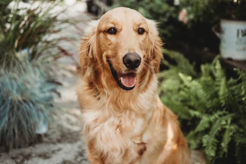 A golden retriever dog outside in a garden