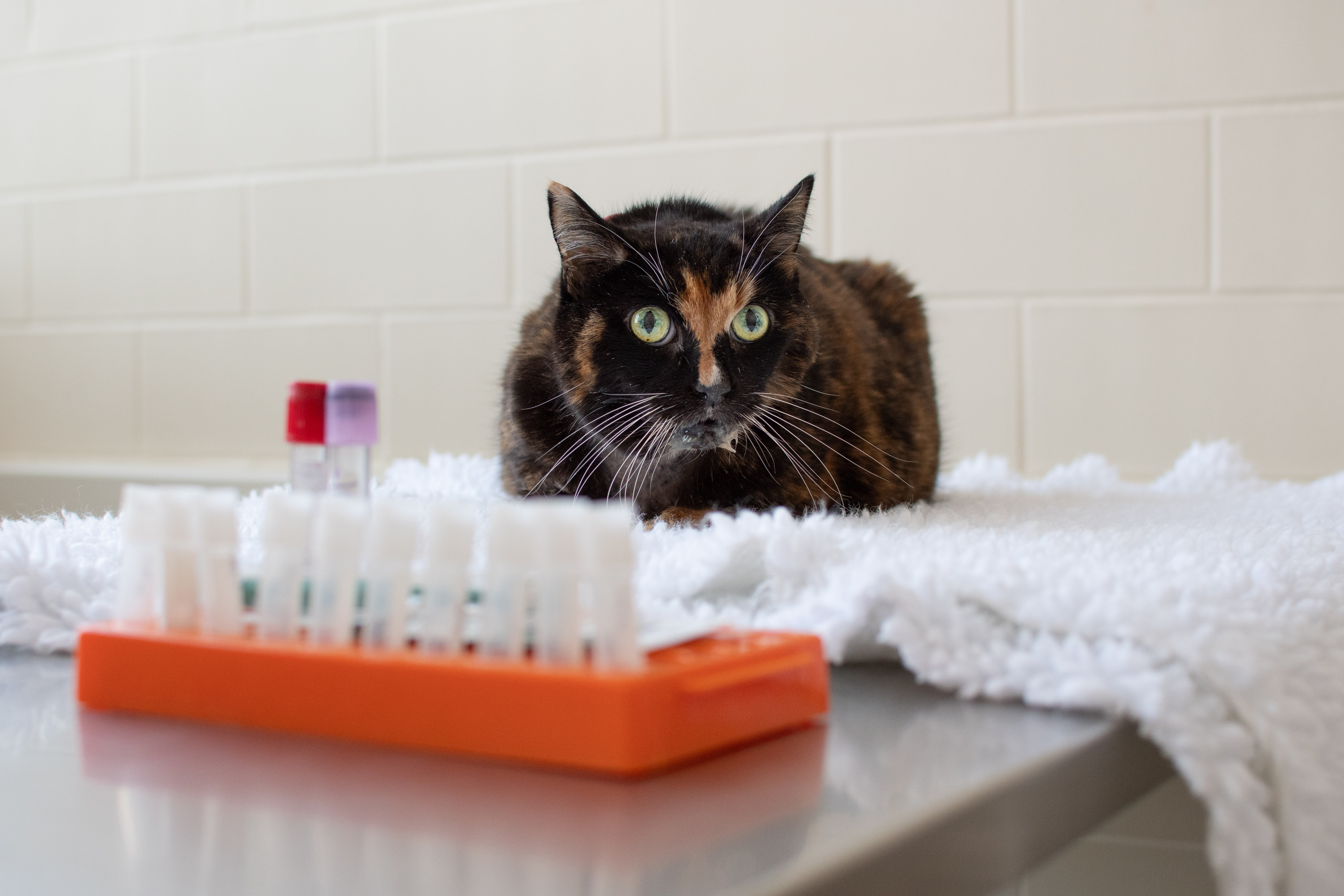 A tortoiseshell cat with bright green eyes lies on a white blanket on a veterinary examination table, with a tray of test tubes and sample vials in the foreground.