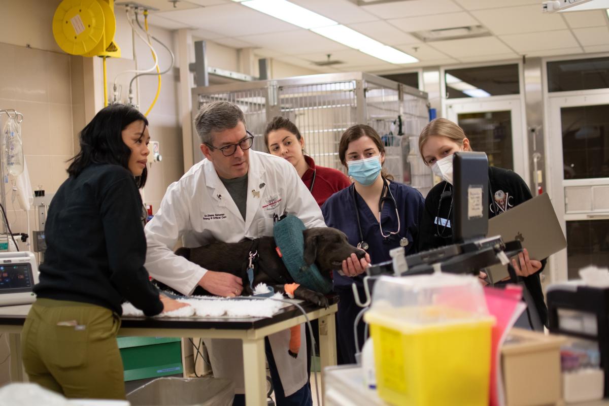 Dr. Bateman demonstrates a veterinary technique for a group of students monitoring a patient.