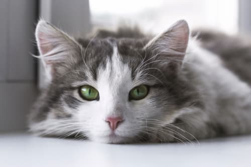 A grey and white cat looking at the camera and resting their head on the ground.