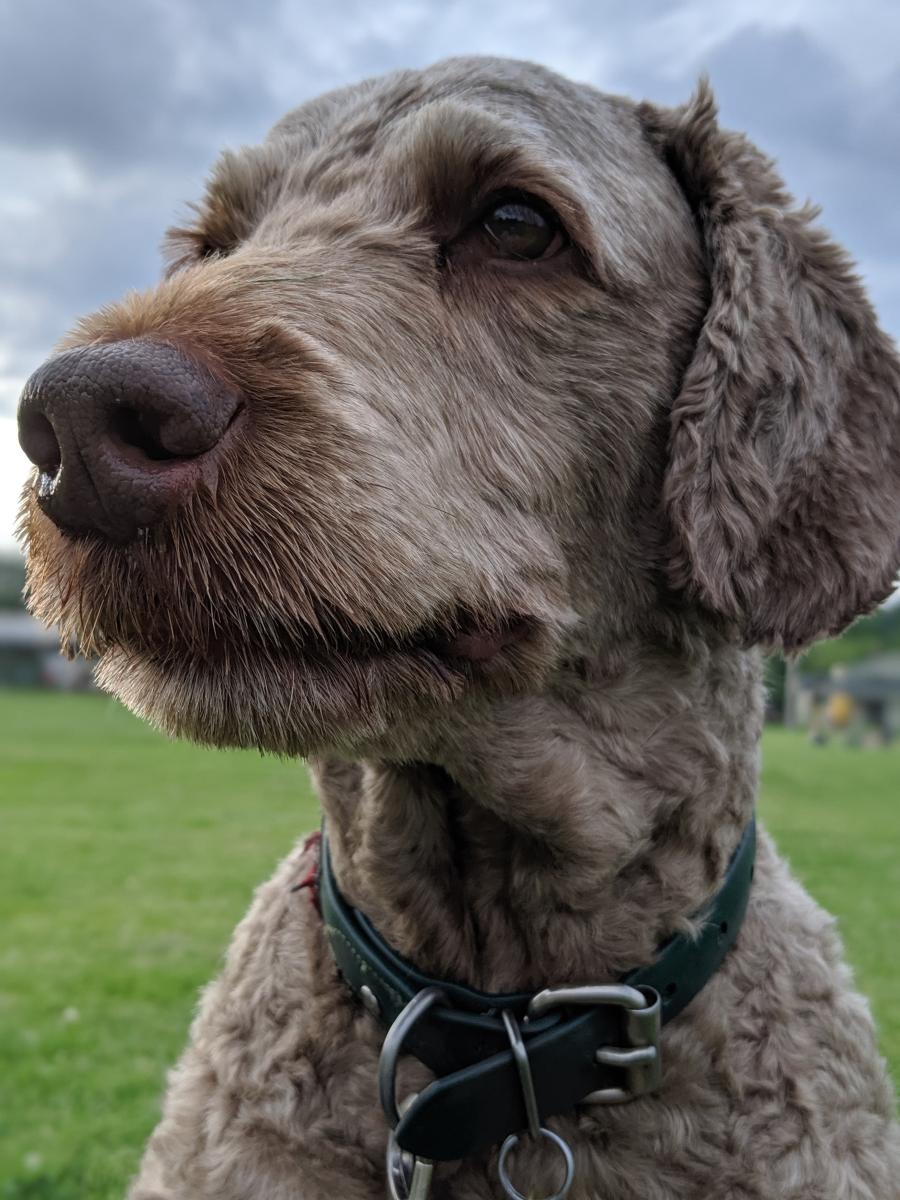 A close-up of a greyish-brown dog's face