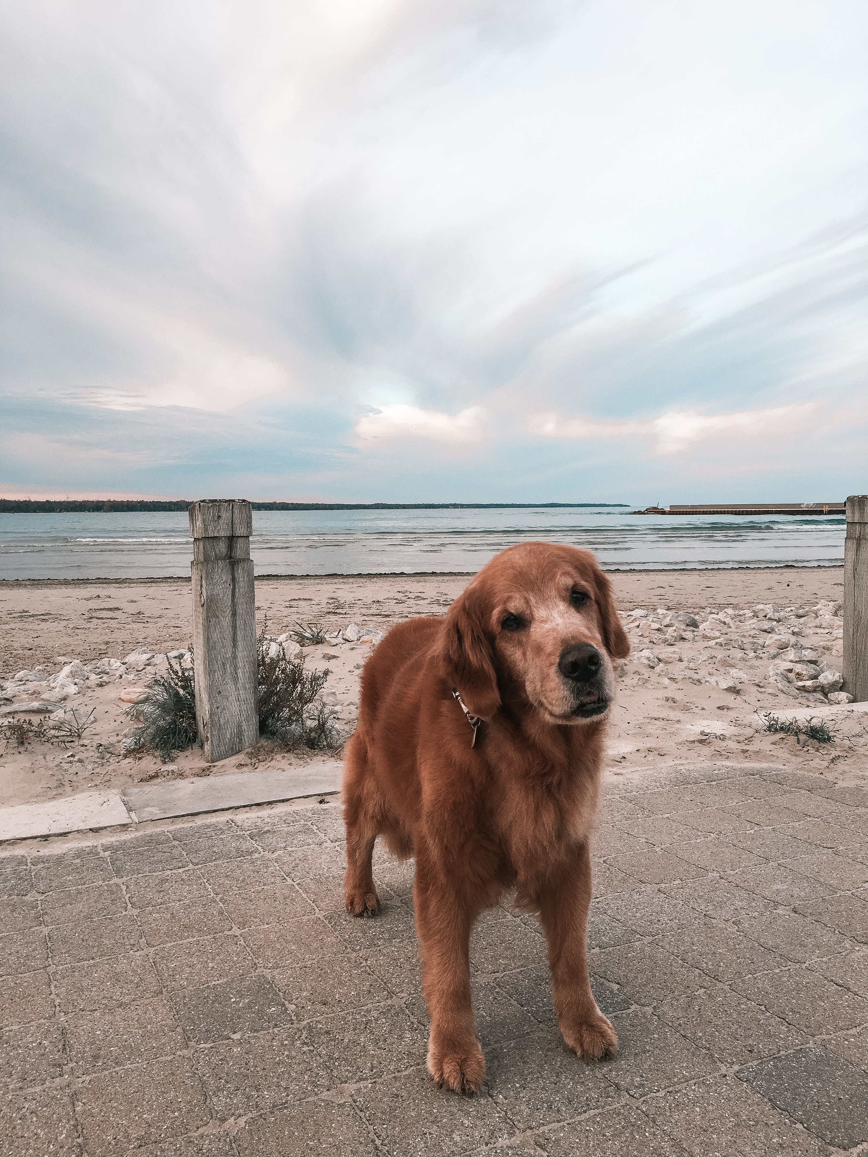 A Golden Retriever dog at the beach.
