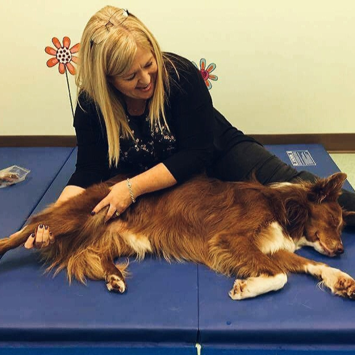 A woman with blonde hair sitting on the ground performing physical therapy on a brown, long-haired dog