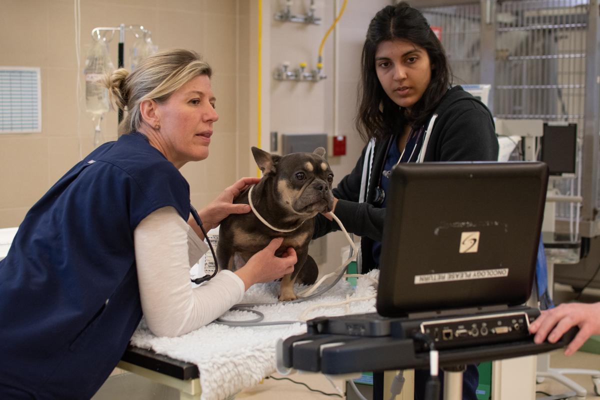 A veterinarian and a student performing tests on a small brown dog in a veterinary clinic