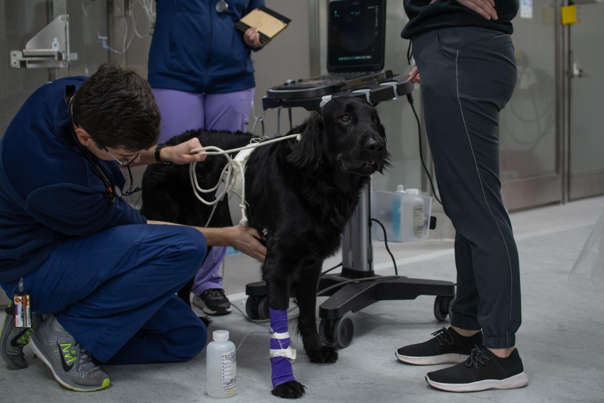 A black dog with a bandage on his leg undergoing tests at a veterinary clinic