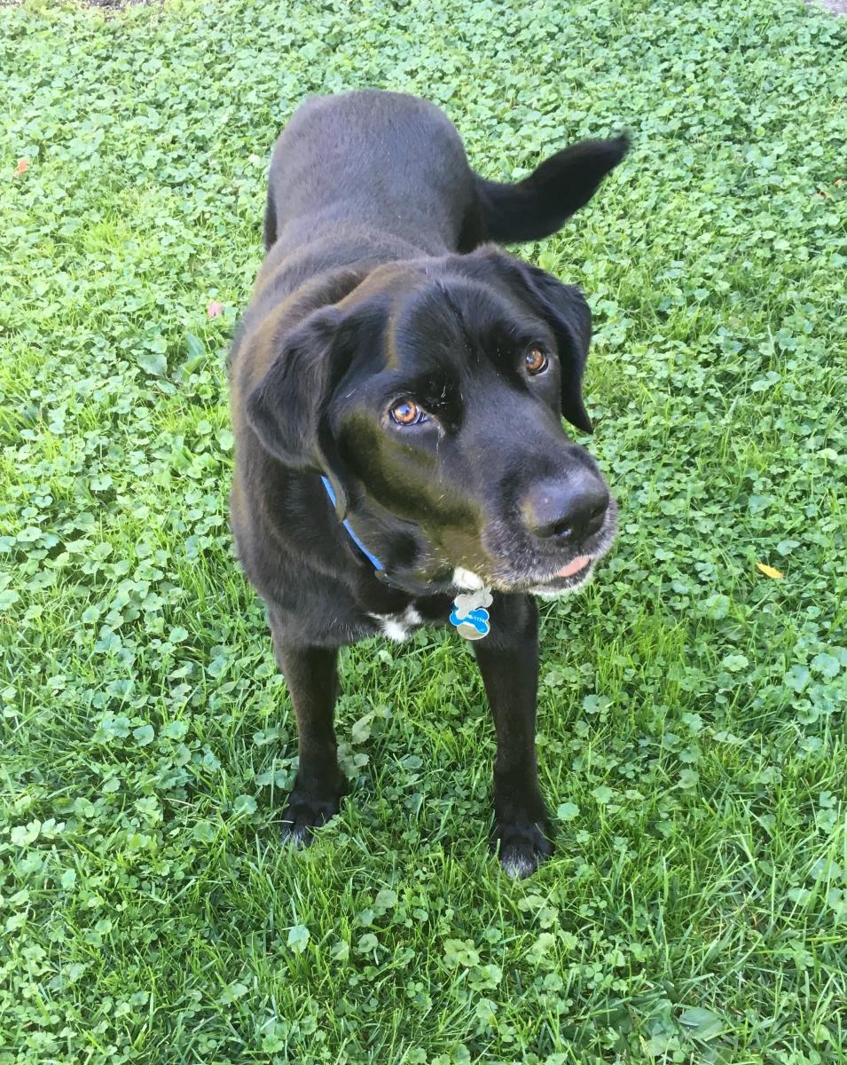 A black dog standing on grass