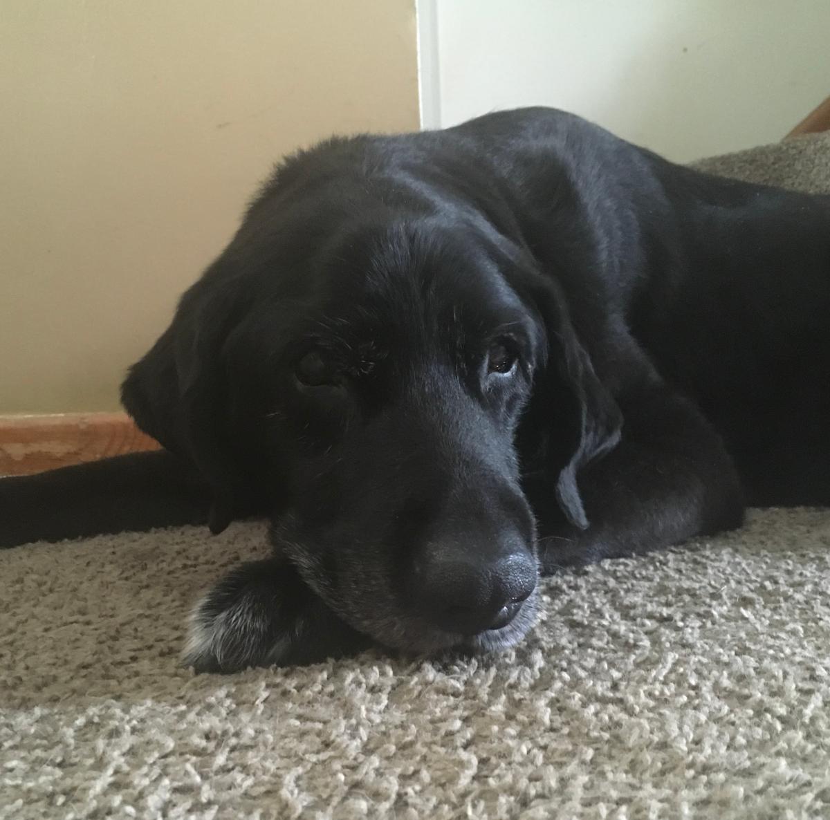 A black dog laying on the carpet