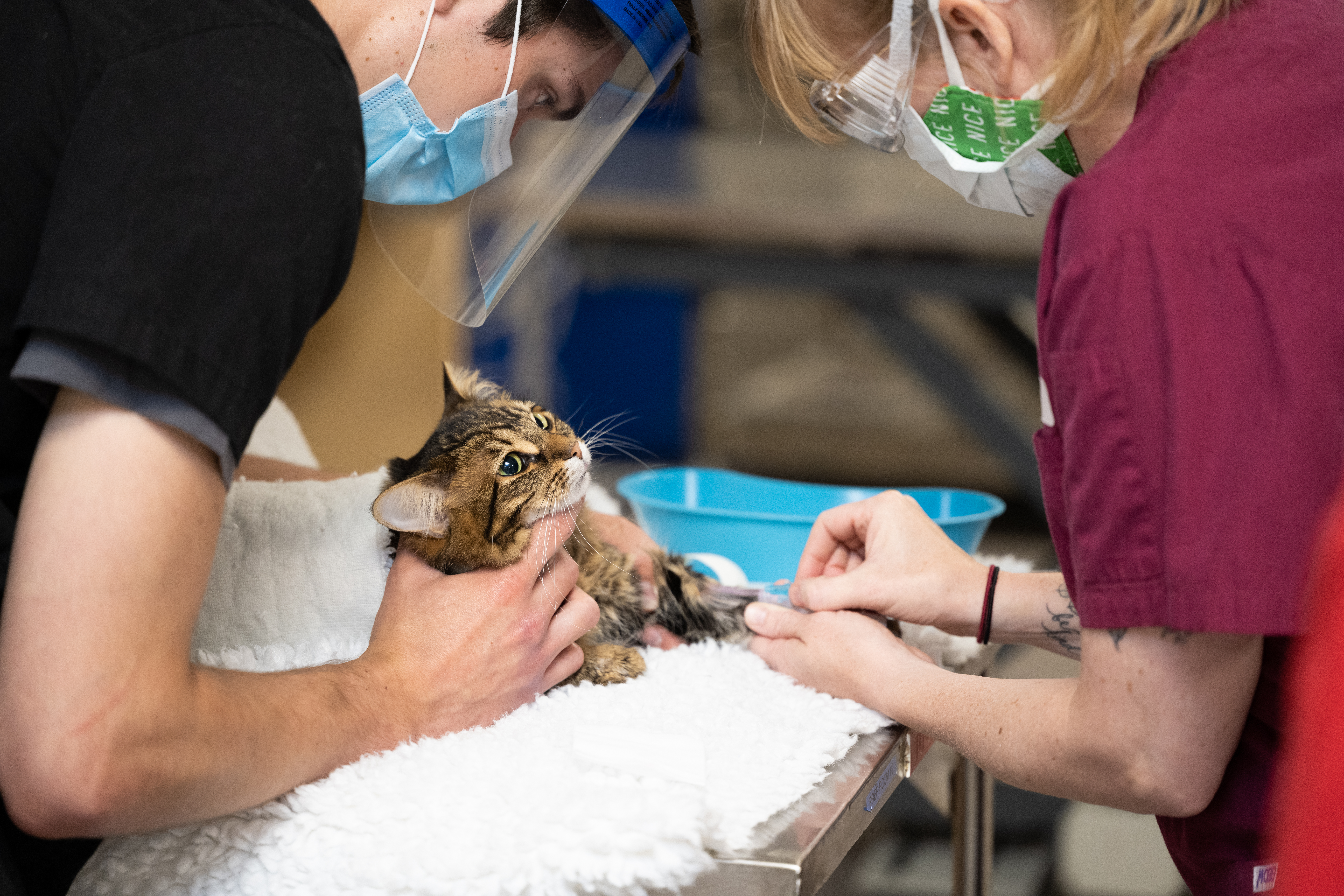 A cat patient is prepared for surgery for by two technicians in the anesthesia and pain management unit.