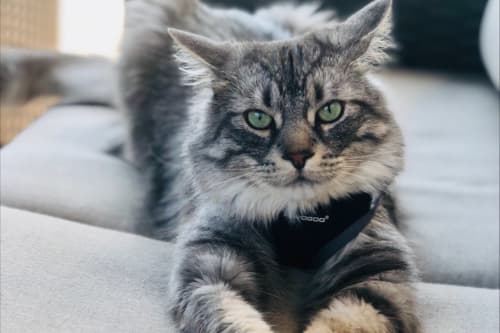 A grey long-haired cat wearing a black harness laying on a couch