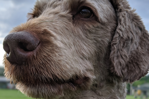 A close-up image of the face of a grey-brown medium-haired dog