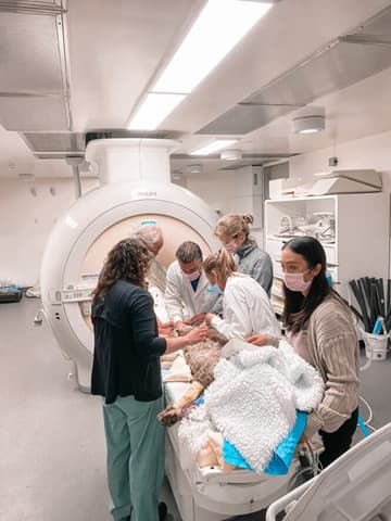 A veterinary team preparing a brown dog for an MRI