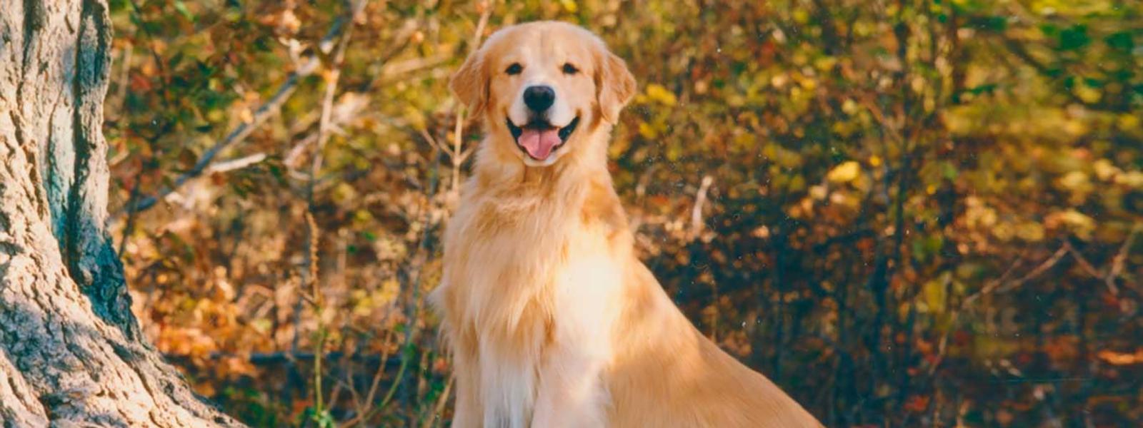 A golden retriever dog standing at the base of a tree with his mouth open and tongue hanging out