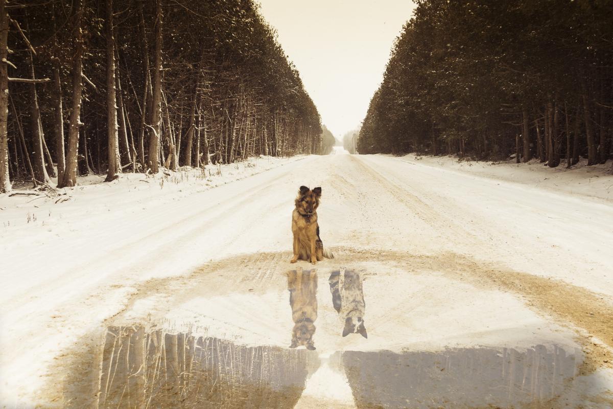 A brown dog looking at the reflection of two dogs in a pool of water 