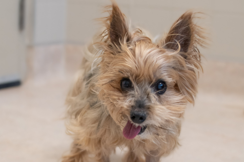 A small tan-coloured dog looking at the camera with his tongue hanging out