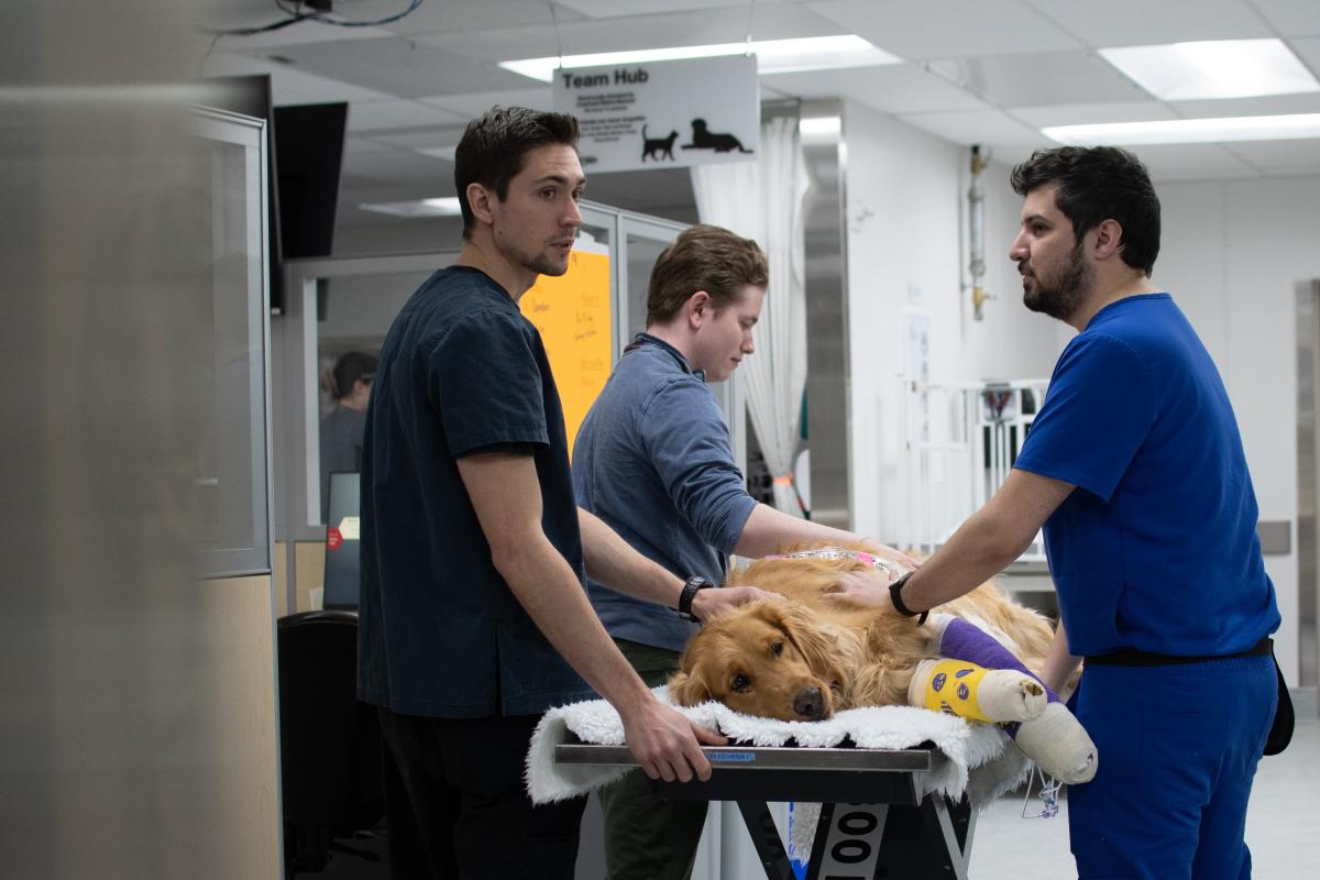 A Golden Retriever named Bruin receives care at Ontario Veterinary College Health Sciences Centre