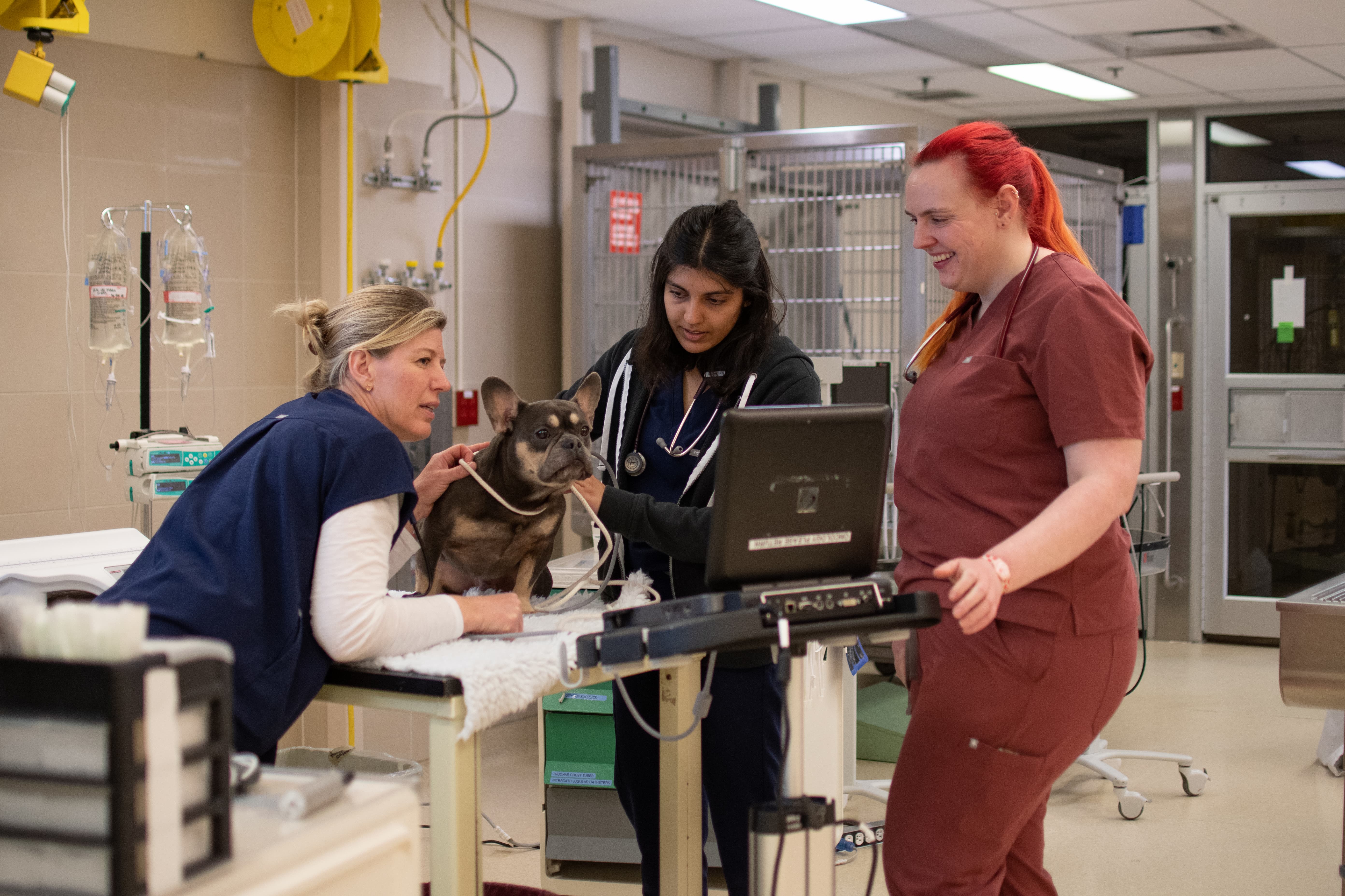 Three veterinary staff members monitor a small brown dog on an exam table in the intensive care unit of the Ontario Veterinary College's Health Sciences Centre
