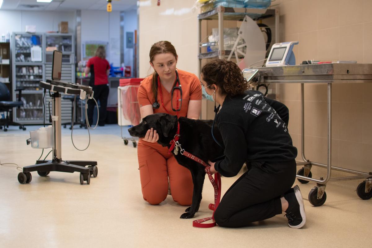 A dog receives care at the Ontario Veterinary College’s new ICU facilities