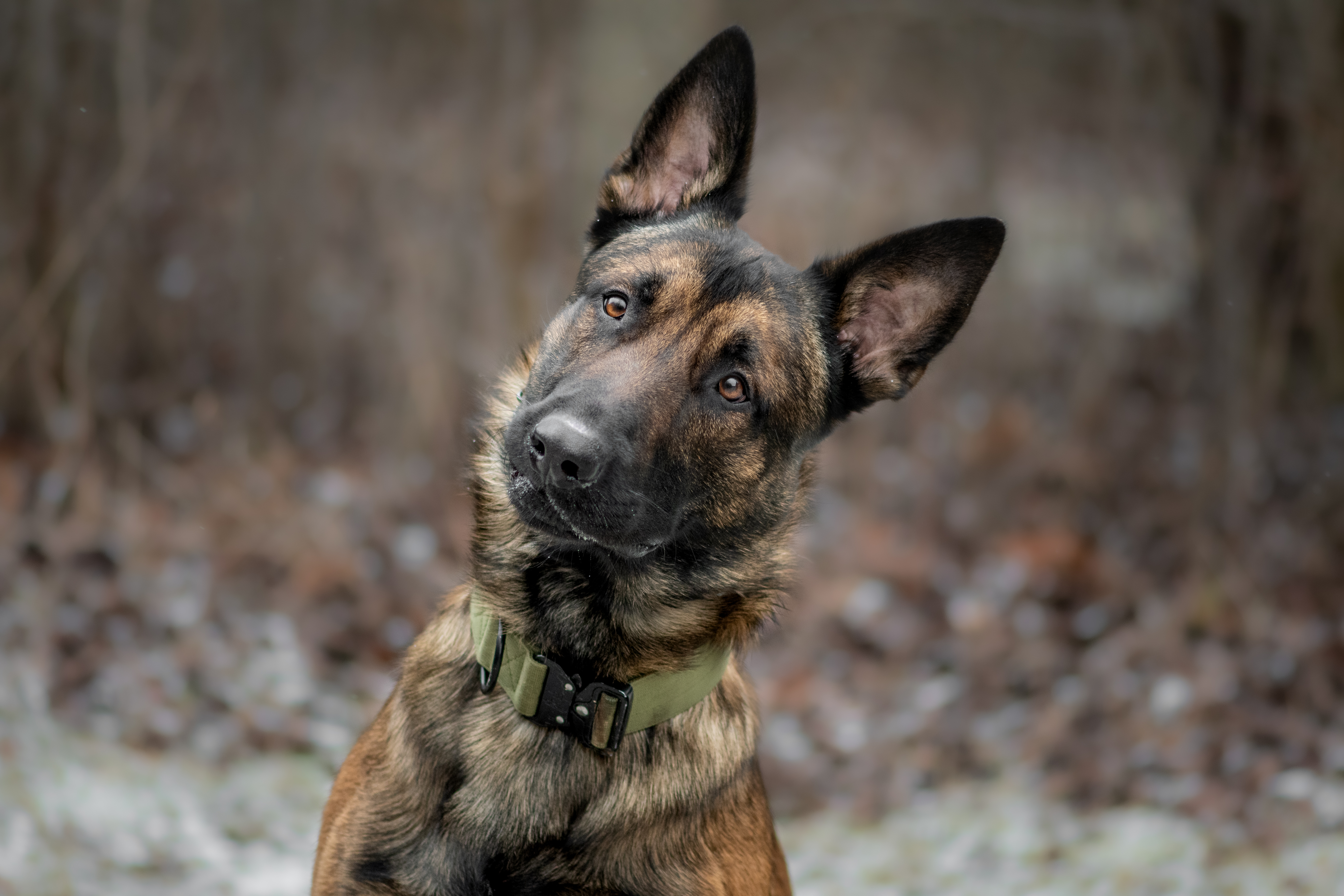 Bennett, one-year-old Belgian Malinois and German Sheppard mix tilts his head and looks at the camera..