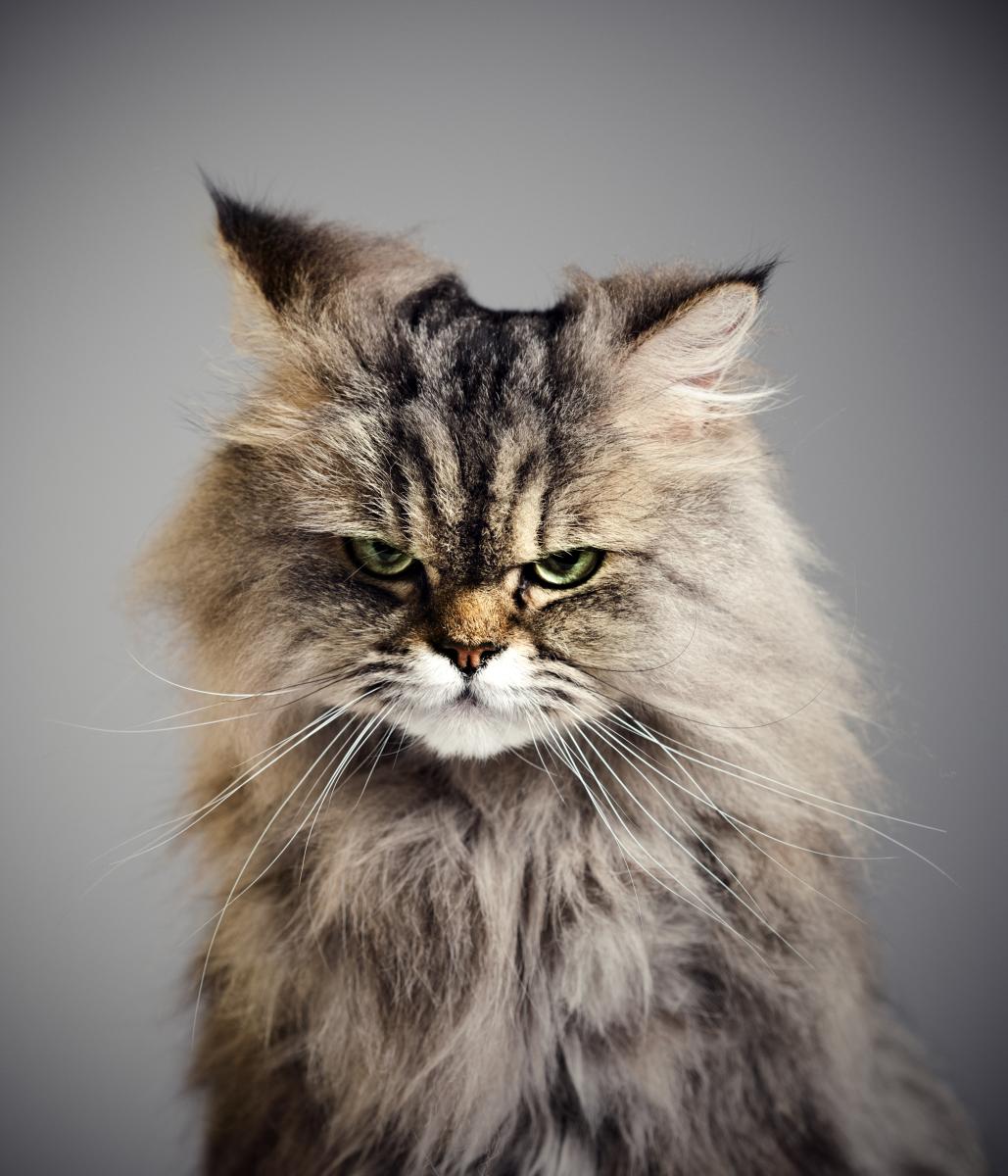 An angry-looking cat stares into the camera.
