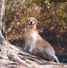 Suzi Beber's Golden Retriever, Blues.