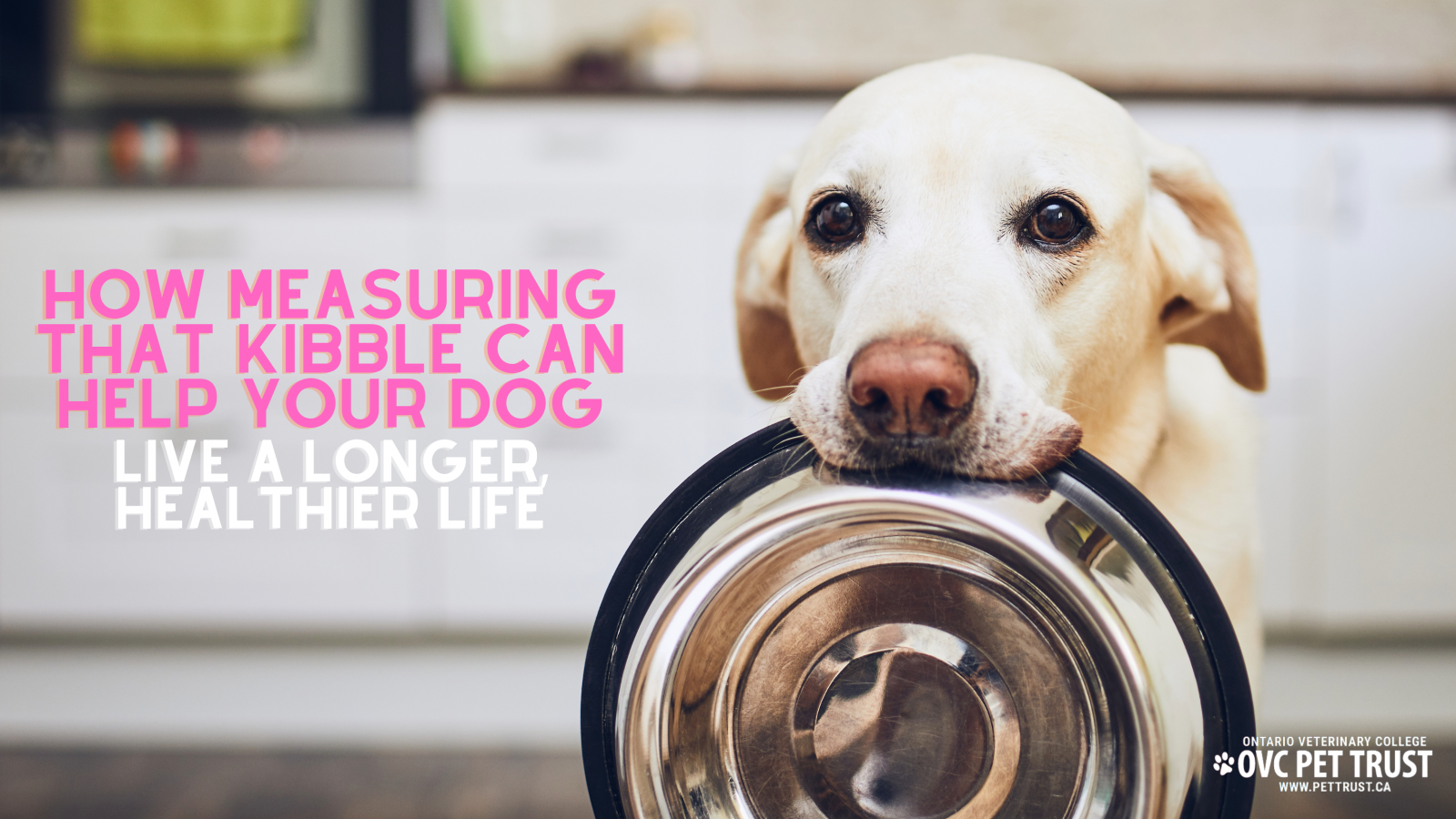 Helping dogs live longer, healthier lives