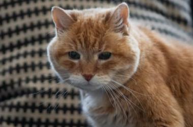 An elderly orange and white cat standing and facing the camera against a checkered black and white background