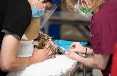 A cat patient is prepared for surgery for by two technicians in the anesthesia and pain management unit.