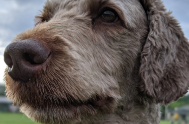 A close-up image of the face of a grey-brown medium-haired dog