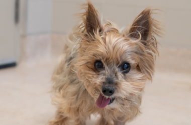 A small tan-coloured dog looking at the camera with his tongue hanging out