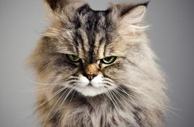 An angry-looking cat poses for the camera.